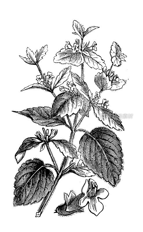 古董植物学插图:香蜂草(Melissa officinalis)